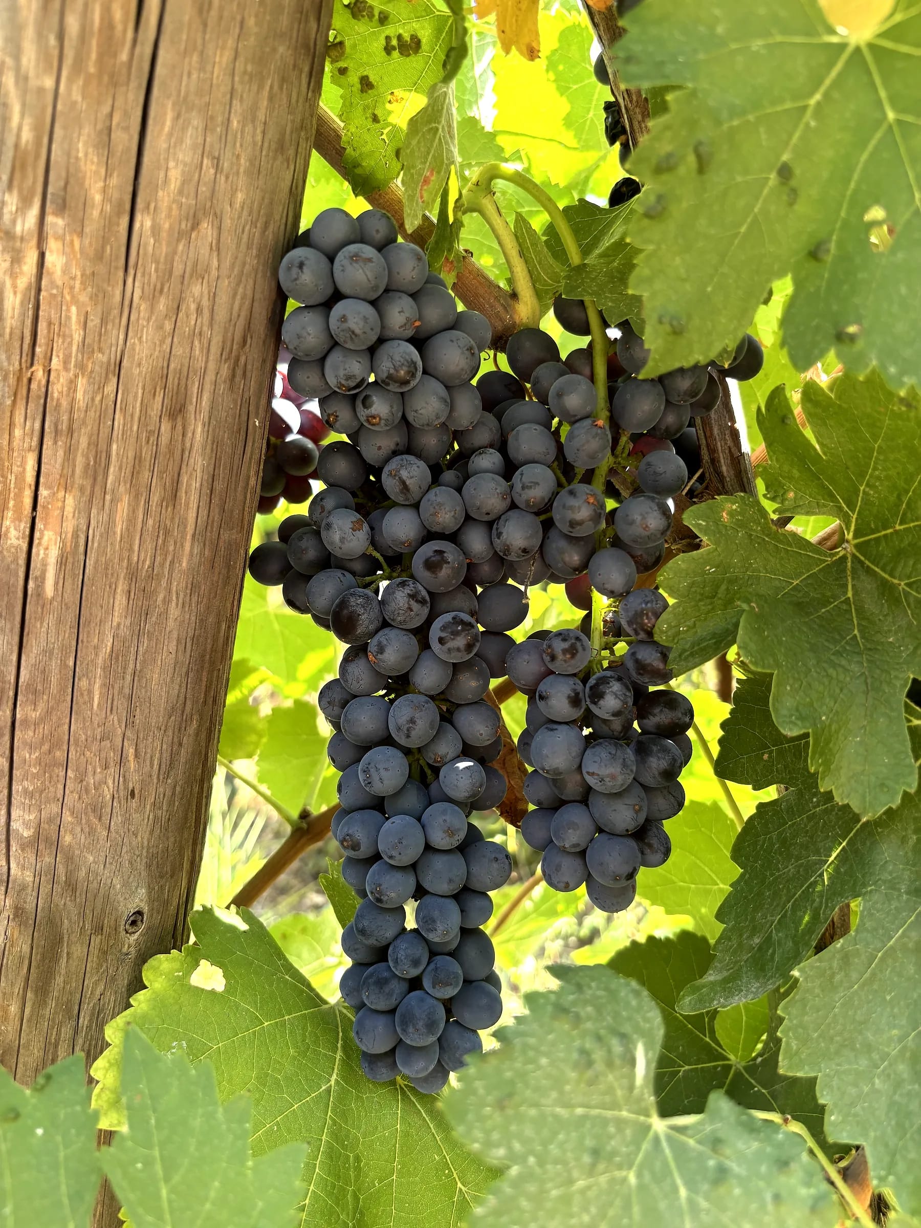 Clos Saint Conti · Grappe noire maturite