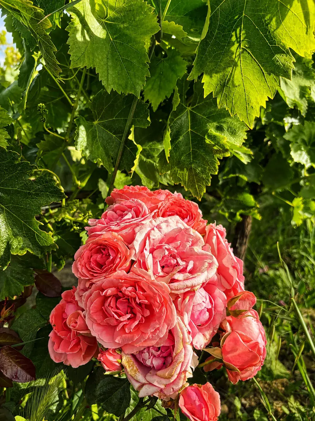 Clos Saint Conti · Rosier bout de rang