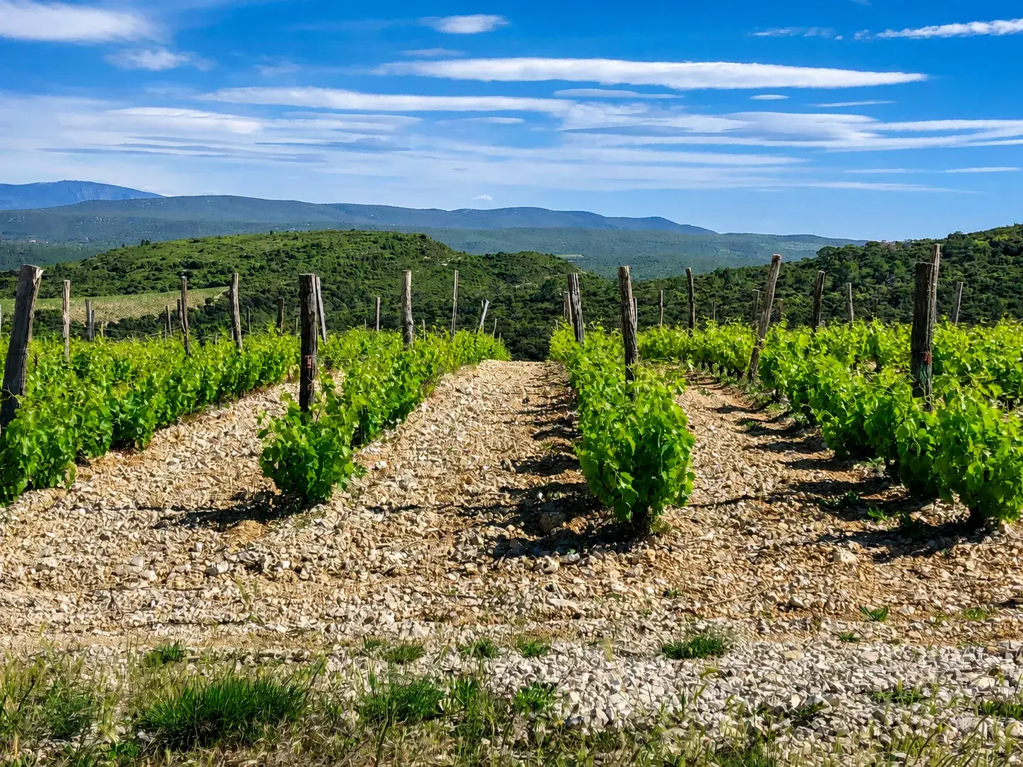 Clos Saint Conti · Rangs vignes cailloux