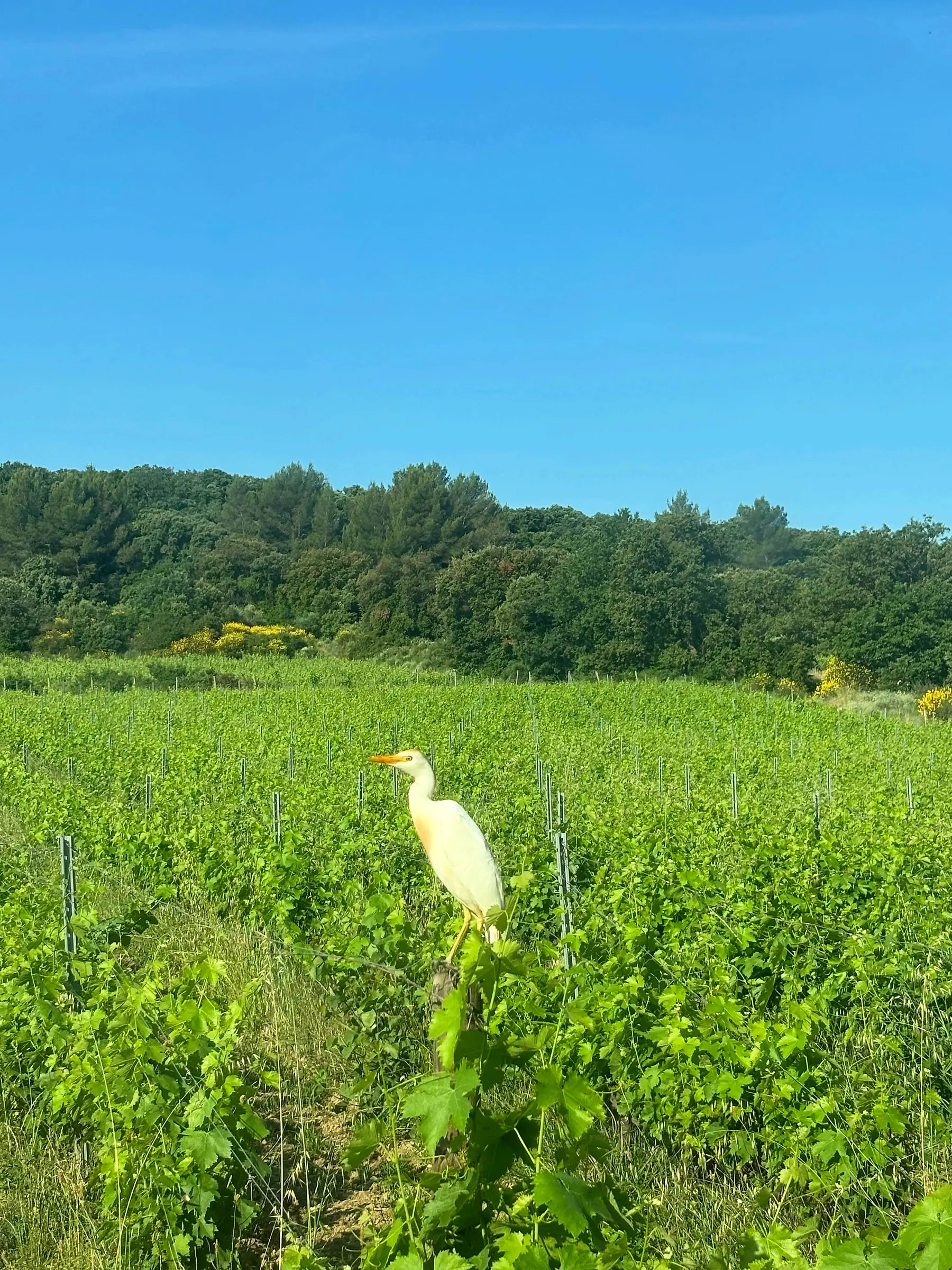 Clos Saint Conti · Aigrette vigne biodiversite