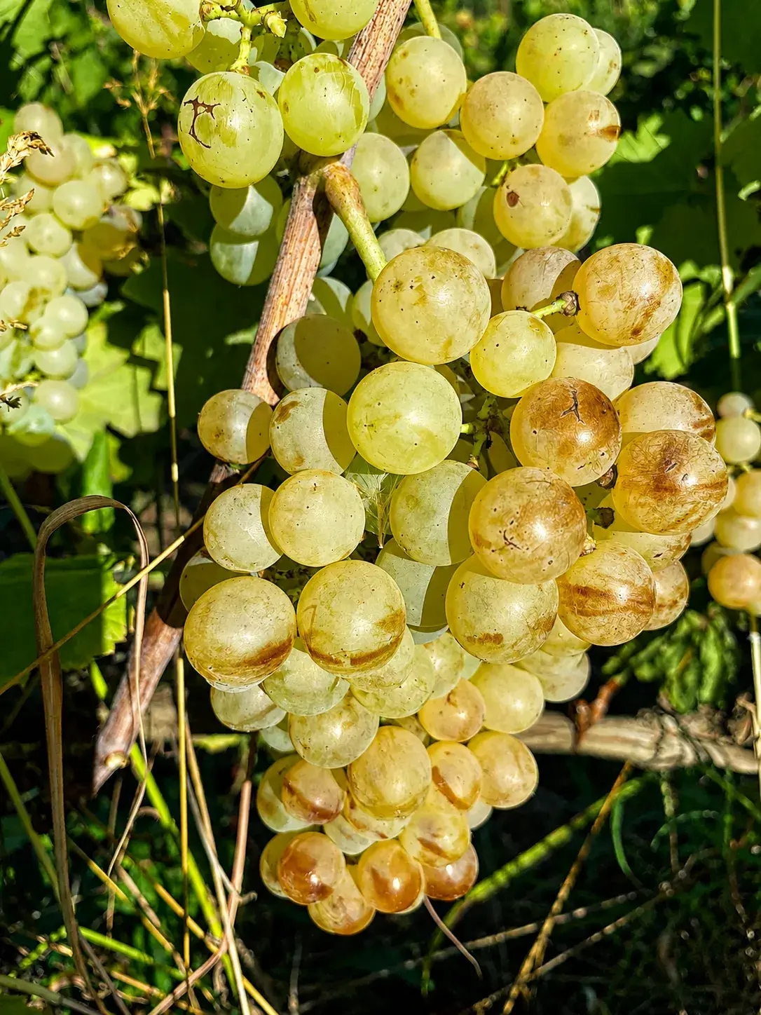 Clos Saint Conti · Grappe blanche doree
