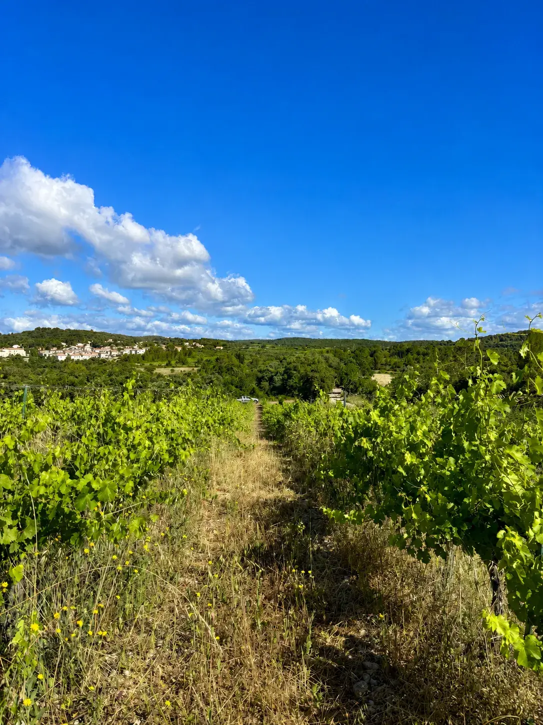 Clos Saint Conti · Panorama coteaux ciel bleu