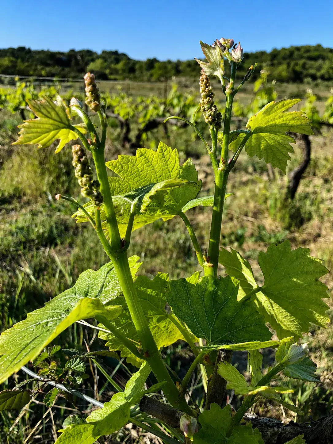Clos Saint Conti · Bourgeons vigne printemps