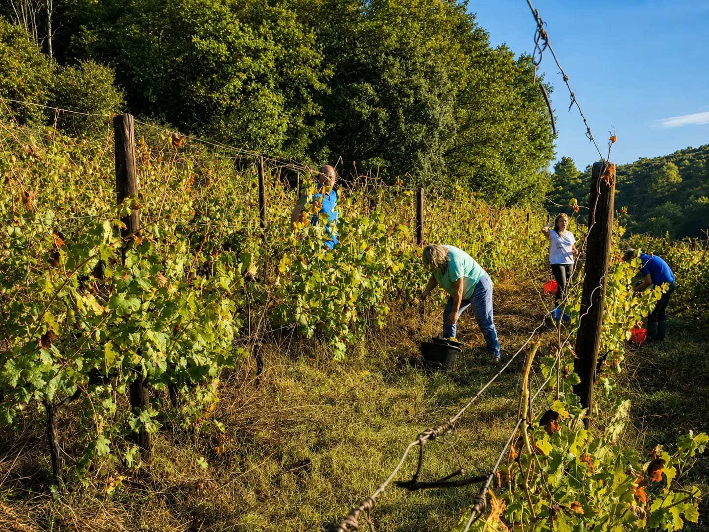 Clos Saint Conti · Vendangeurs groupe coteau