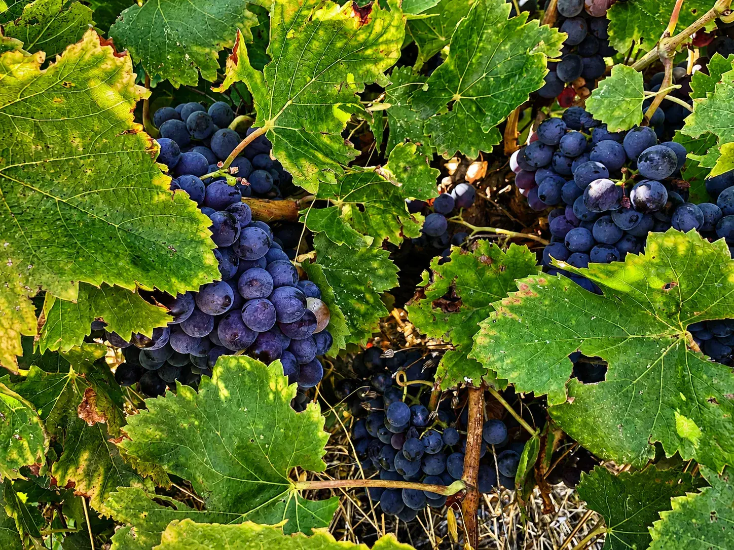 Clos Saint Conti · Grappes noires feuillage