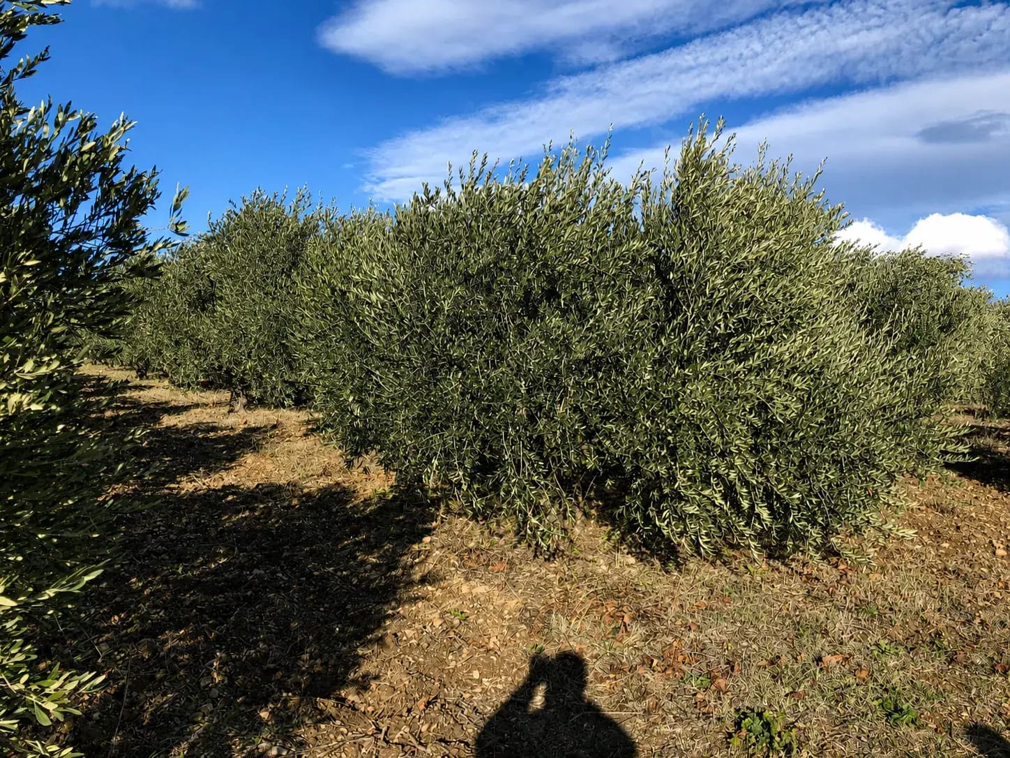 Clos Saint Conti · Oliveraie grand olivier