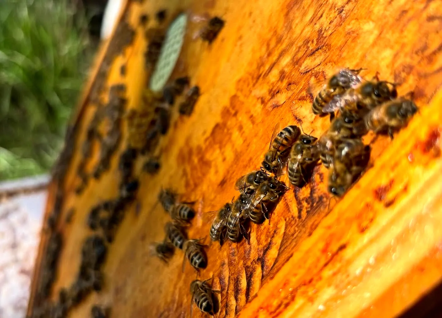 Clos Saint Conti · Abeilles entree ruche