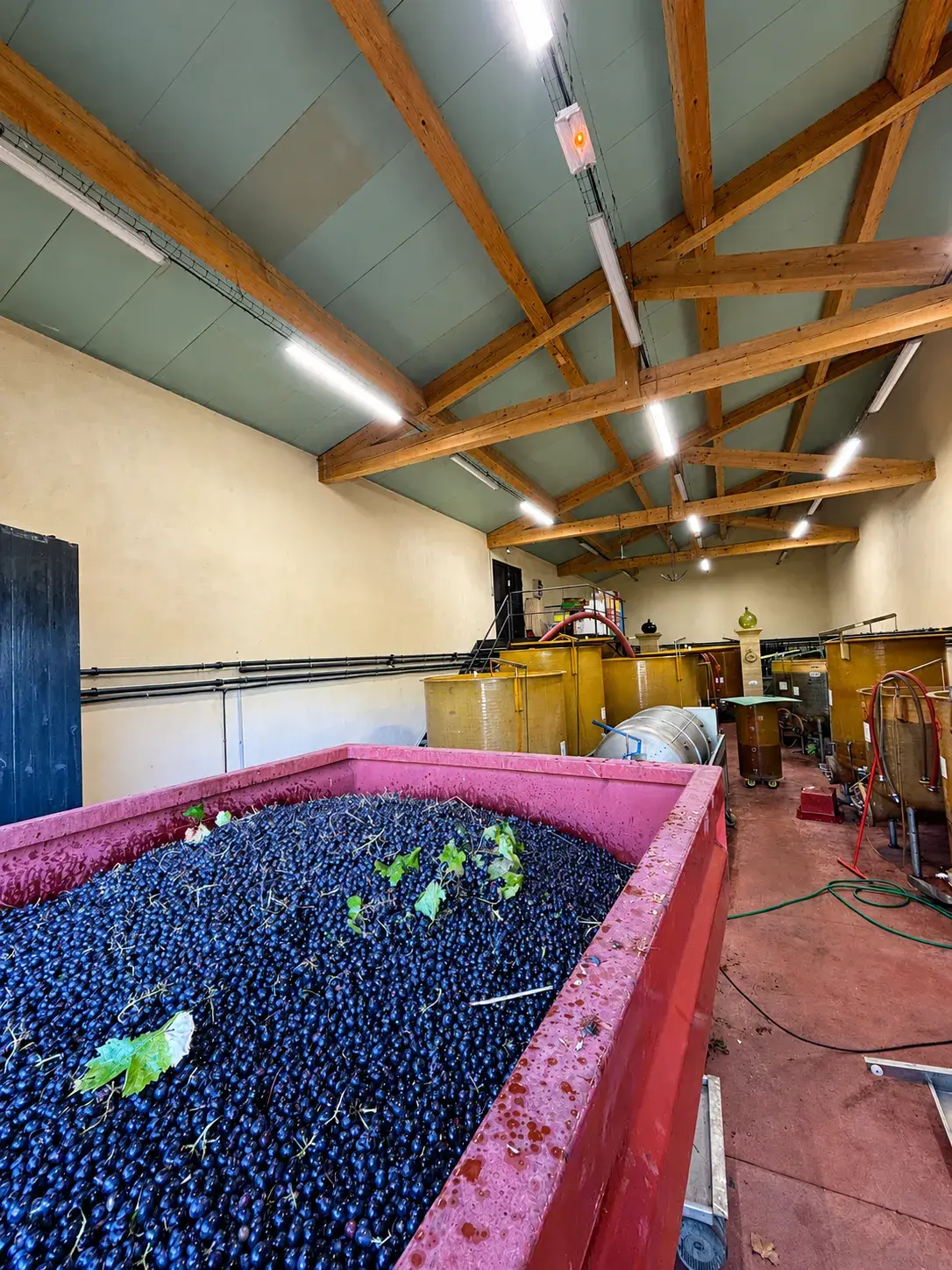 Clos Saint Conti · Cuverie vendanges raisin