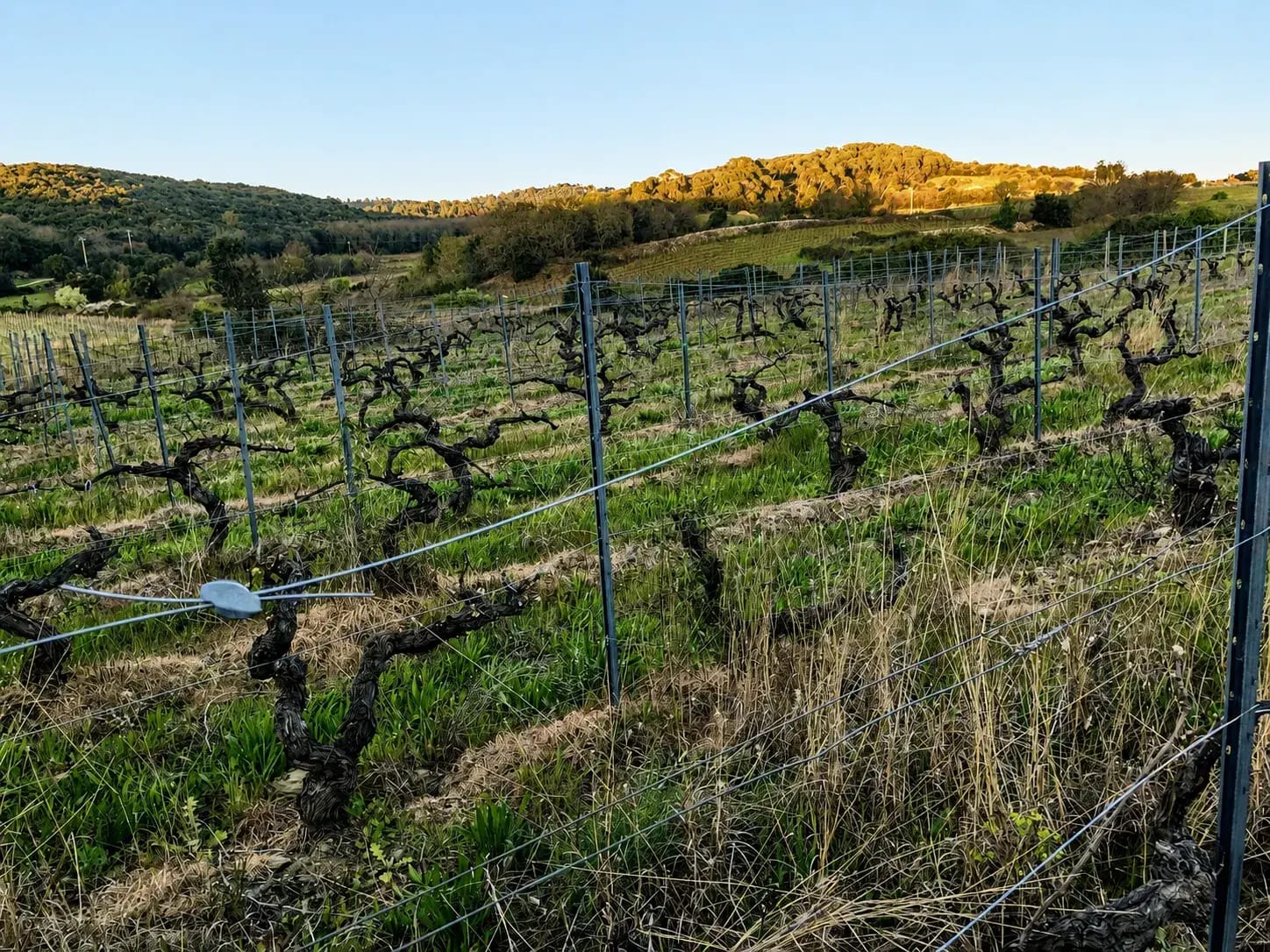 Clos Saint Conti · Vignes coteaux lumiere basse