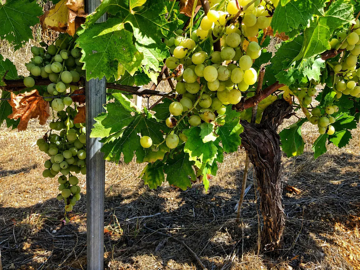 Clos Saint Conti · Grappe blanche sur cep