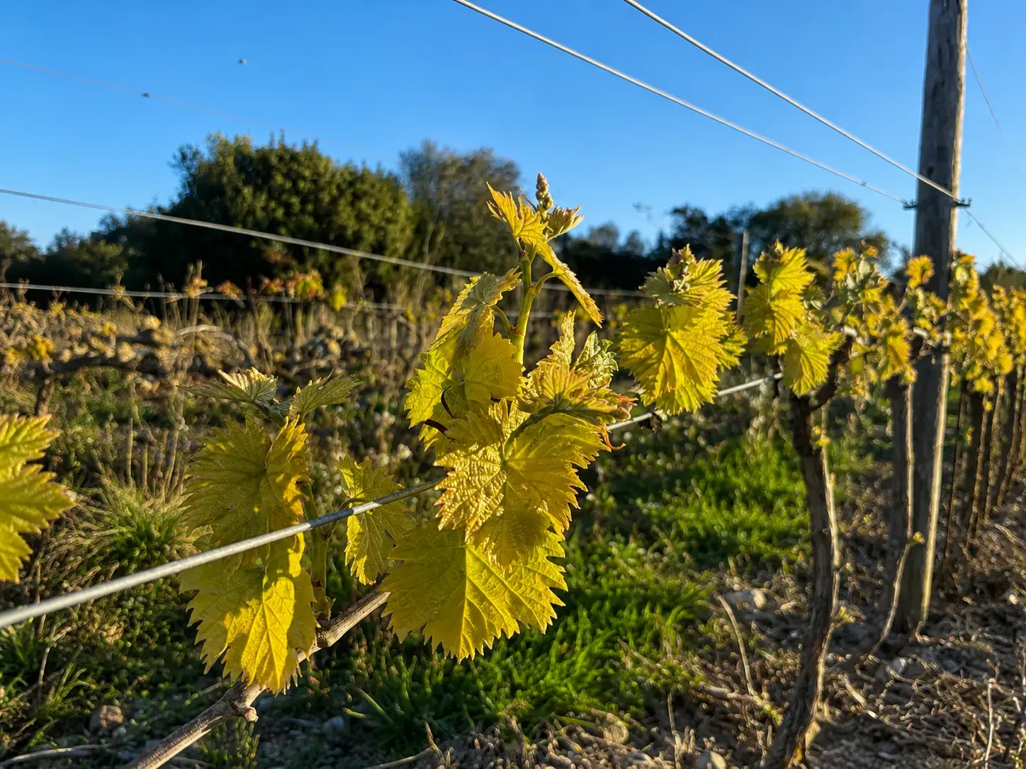 Clos Saint Conti · Jeune pousse vigne doree