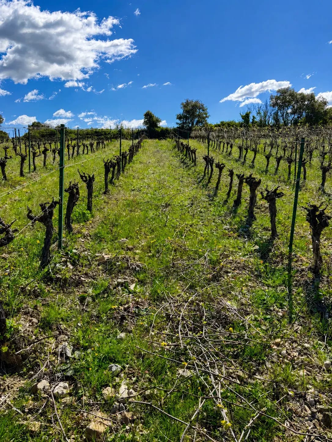 Clos Saint Conti · Vieux ceps ciel bleu