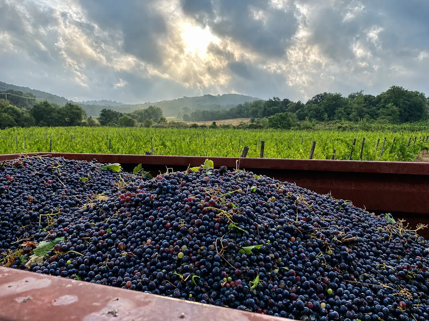 Clos Saint Conti · Benne raisins noirs