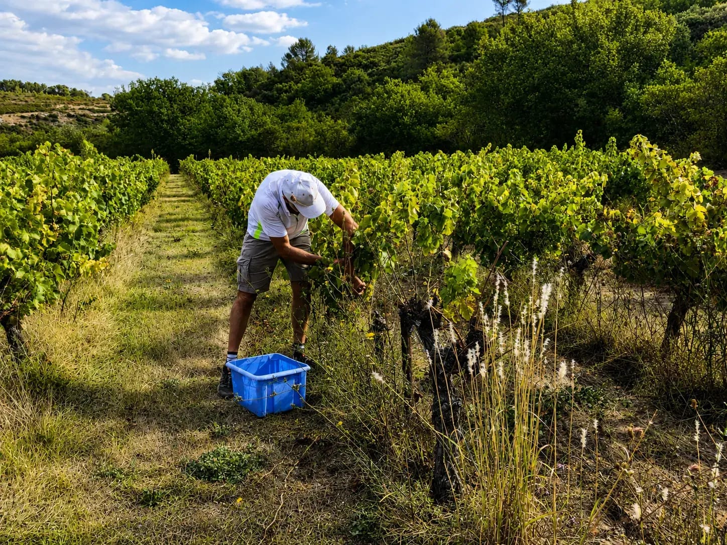Clos Saint Conti · Vendange manuelle