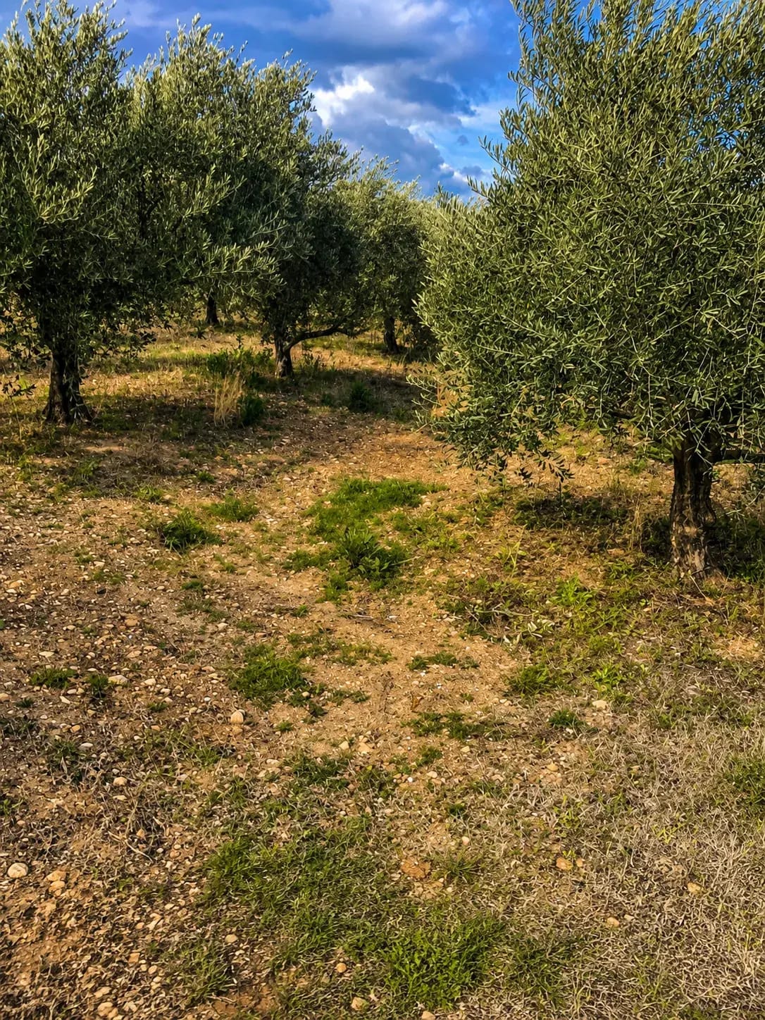Clos Saint Conti · Oliviers sol caillouteux