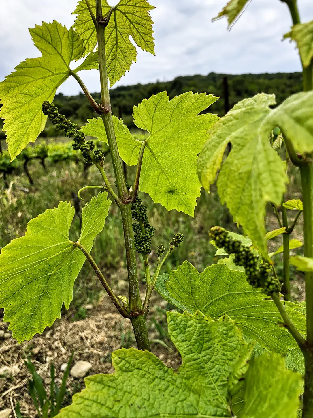 Clos Saint Conti · Jeune feuille vigne