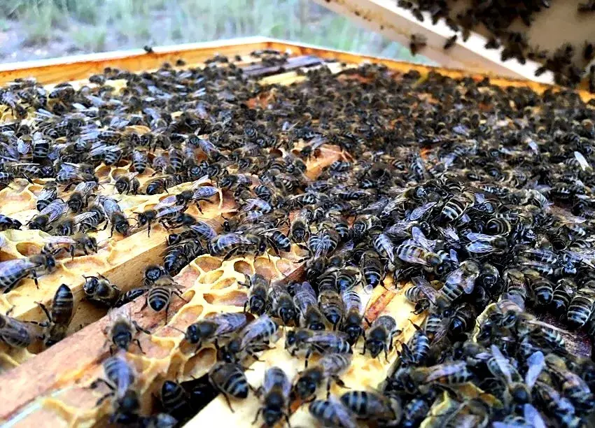 Clos Saint Conti · Ruche cadre abeilles