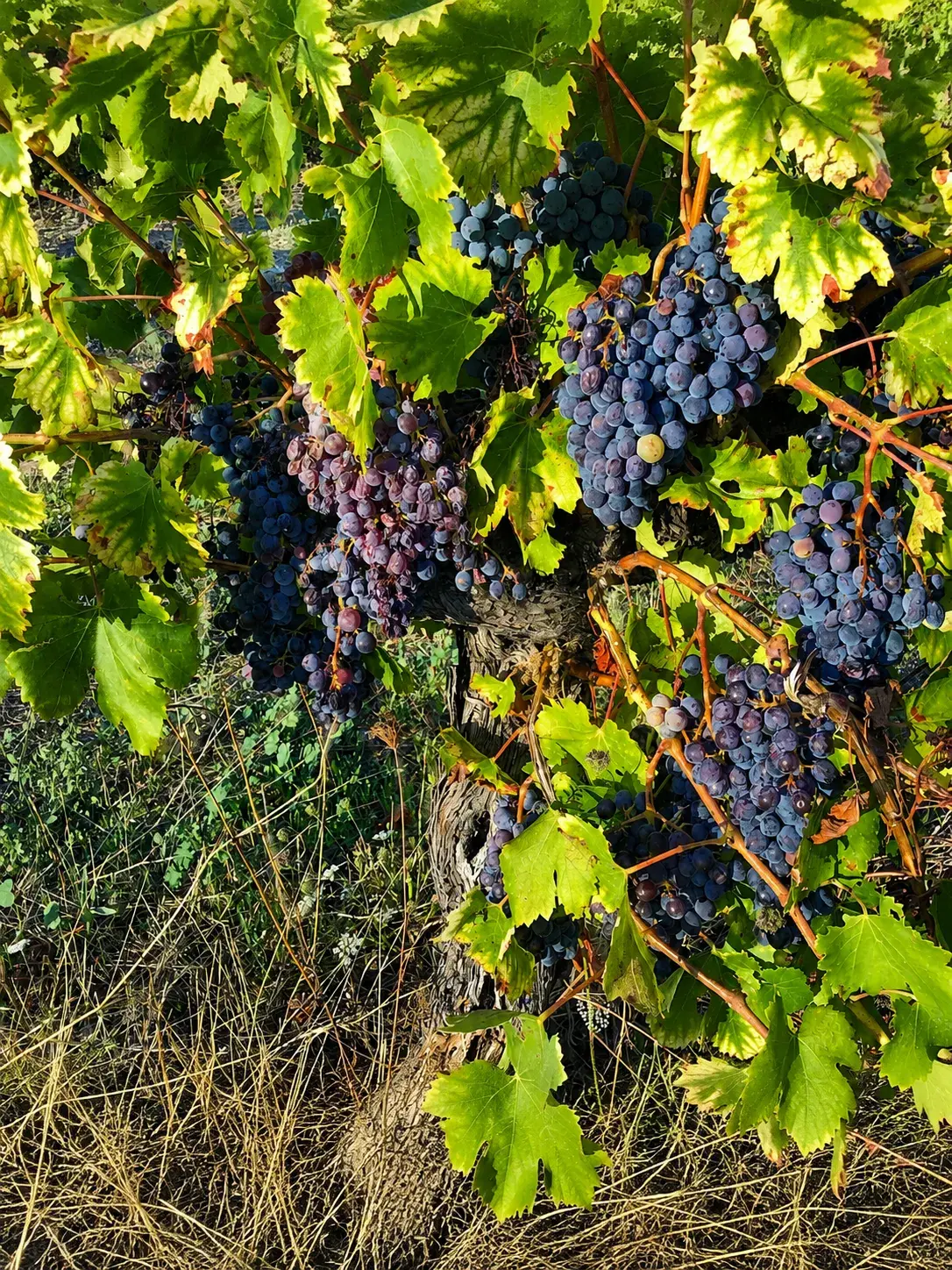 Clos Saint Conti · Raisins noirs vendange