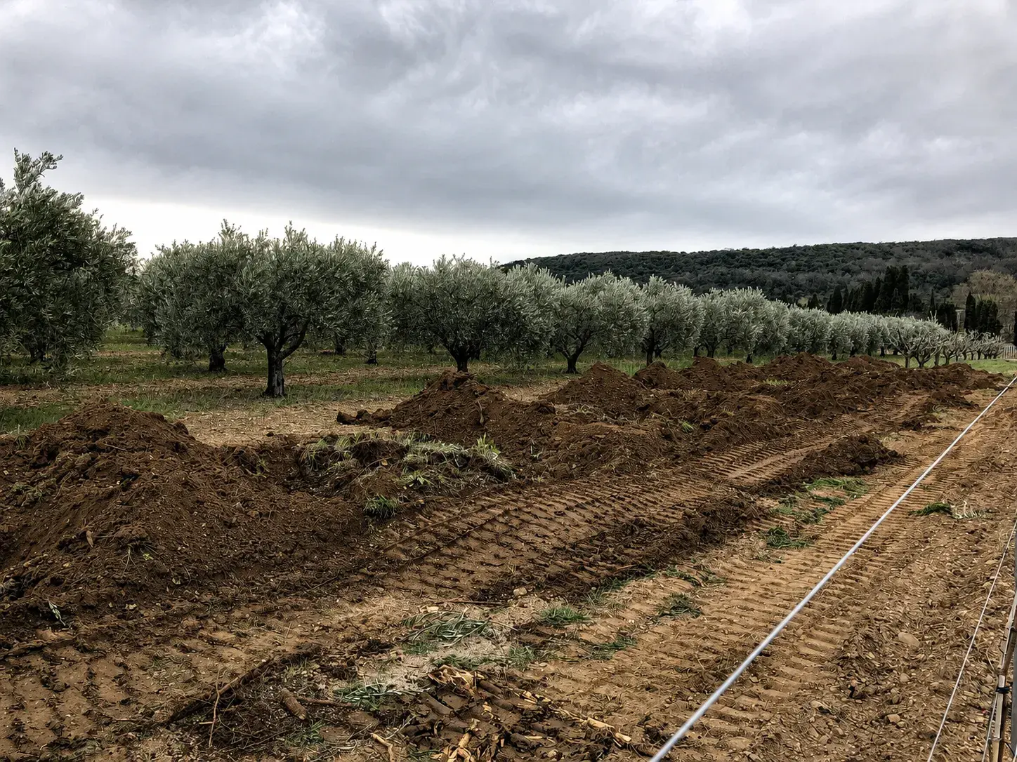 Clos Saint Conti · Oliviers travail sol