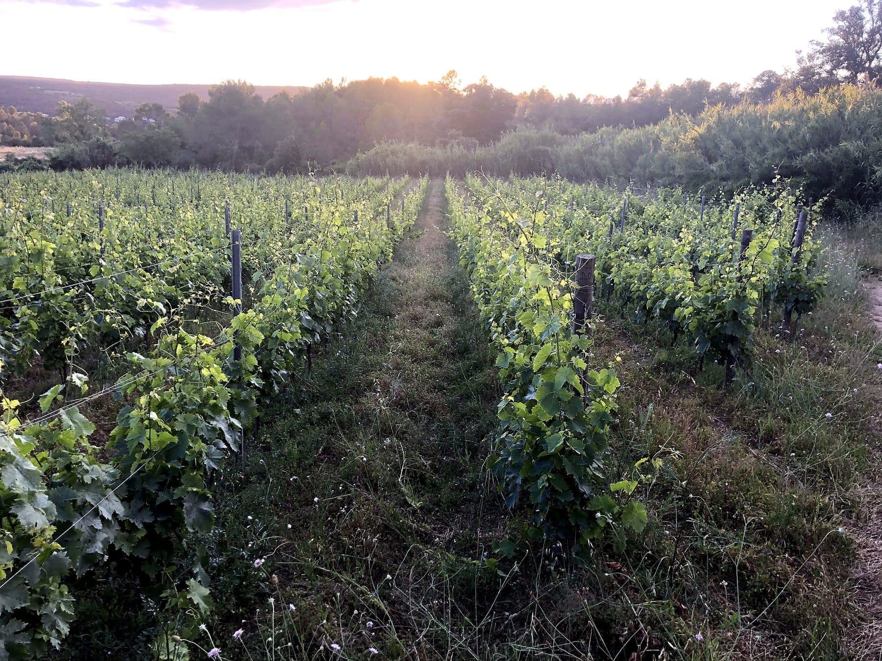 Clos Saint Conti cuvées