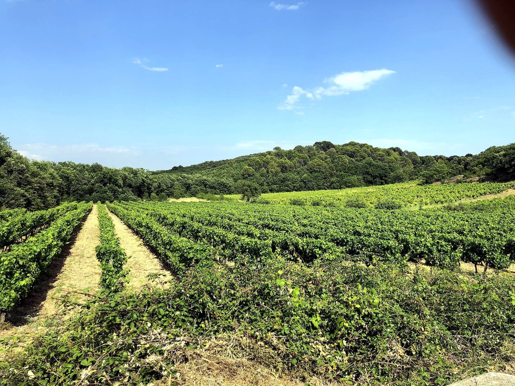 Rows of vines on the estate hillsides