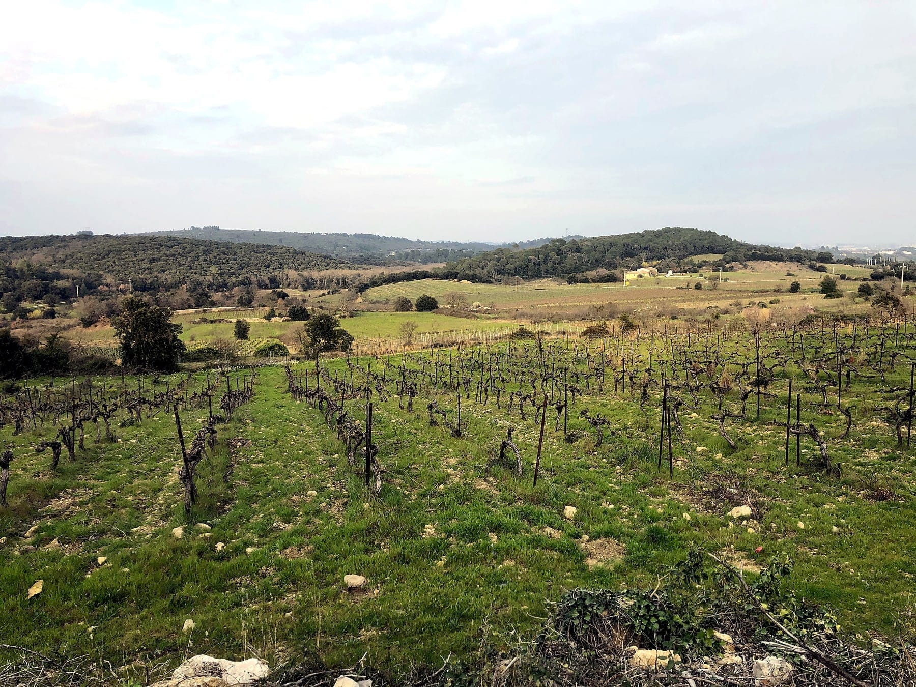 Estate vines and dry-stone walls
