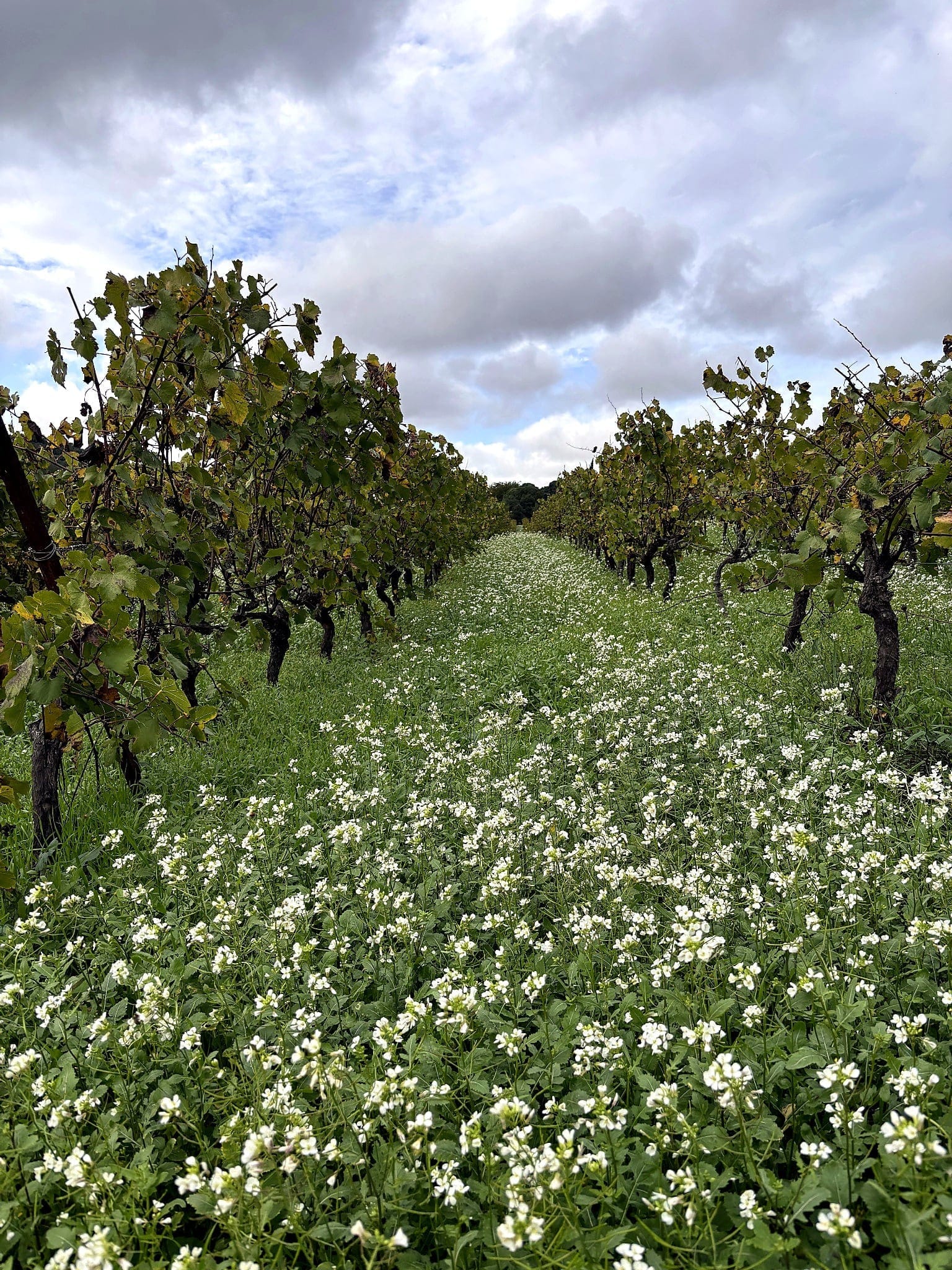 Living soil and cover crop between the rows