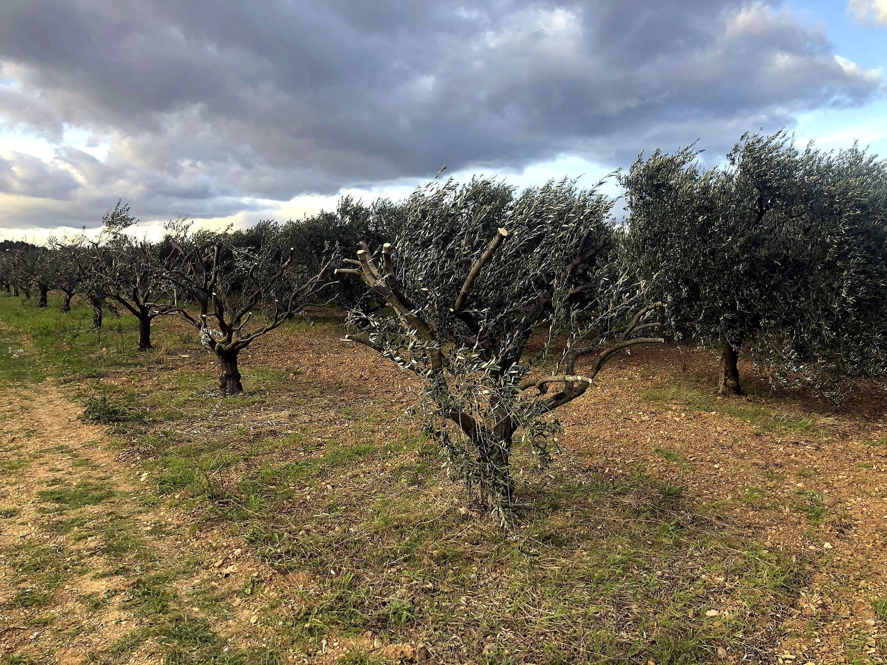 Estate olive trees