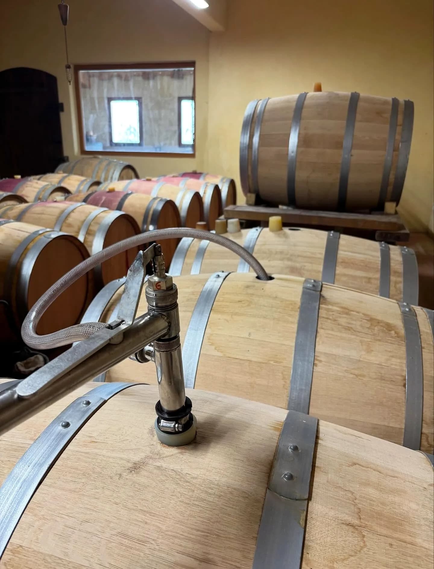 Les barriques du chai du Clos Saint Conti