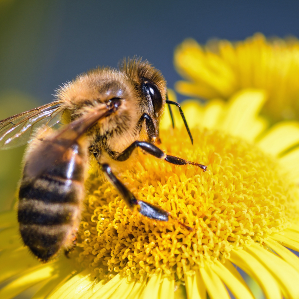 Du vin, du miel et des abeilles !