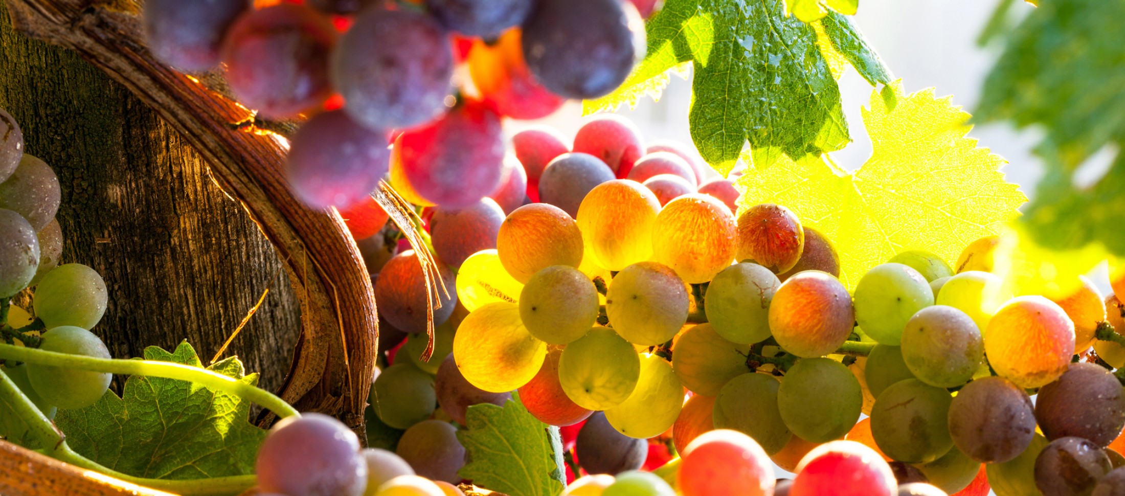 Vins biologiques du Languedoc 