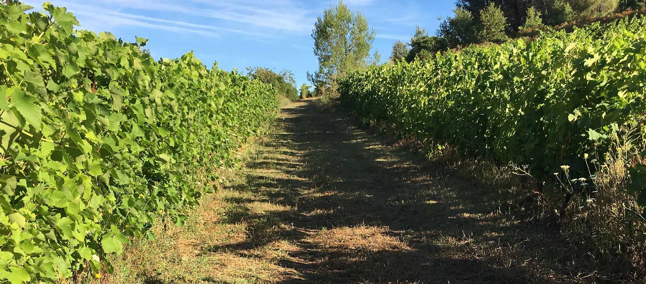 Vigne en biodiversité 